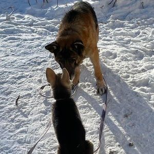 Meet your Posher, Monica